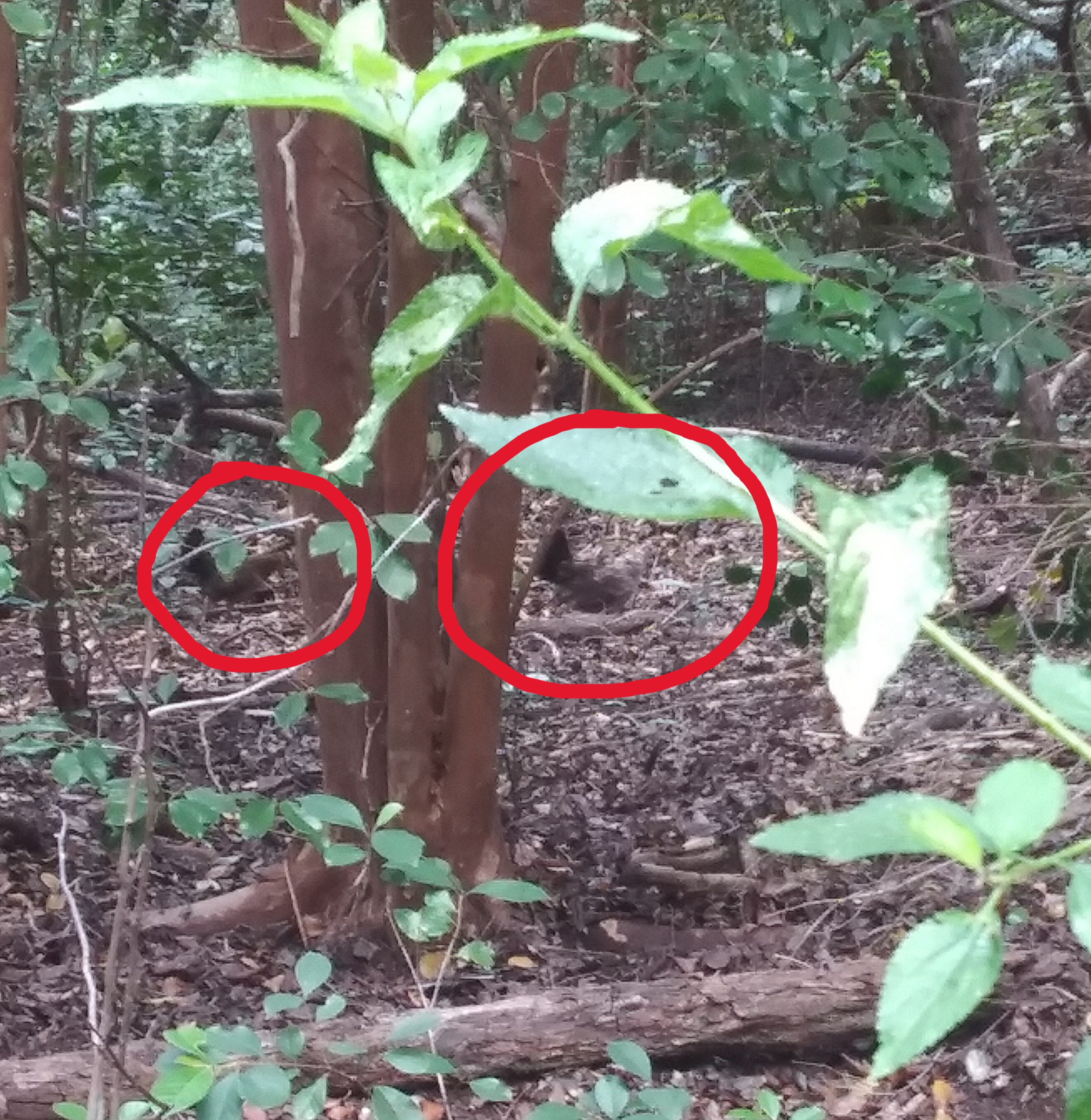 chickens in the forest